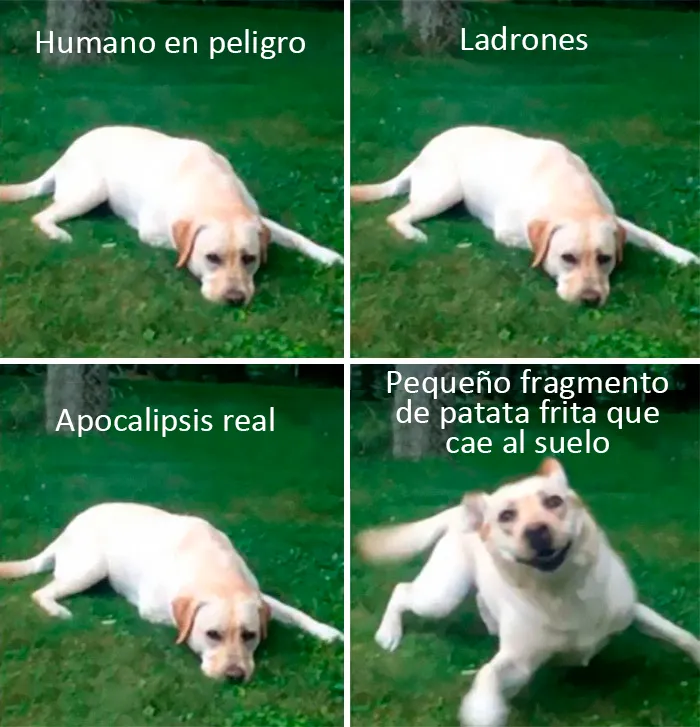 20 Auténticos memes sobre lo que es tener perro