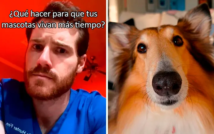 Este veterinario da 20 consejos útiles y poco conocidos para el cuidado de las mascotas