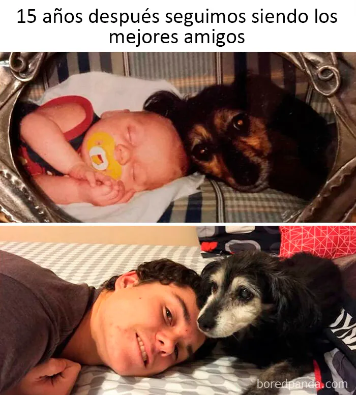 20 Auténticos memes sobre lo que es tener perro