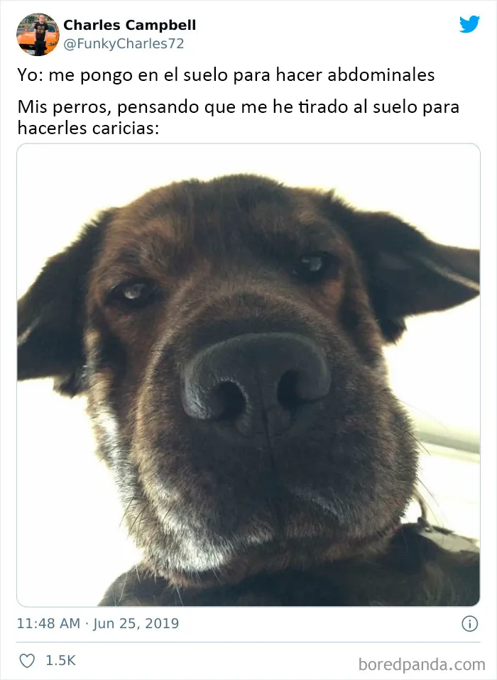 20 Auténticos memes sobre lo que es tener perro