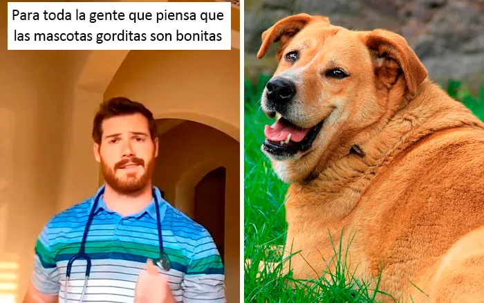 Este veterinario da 20 consejos útiles y poco conocidos para el cuidado de las mascotas