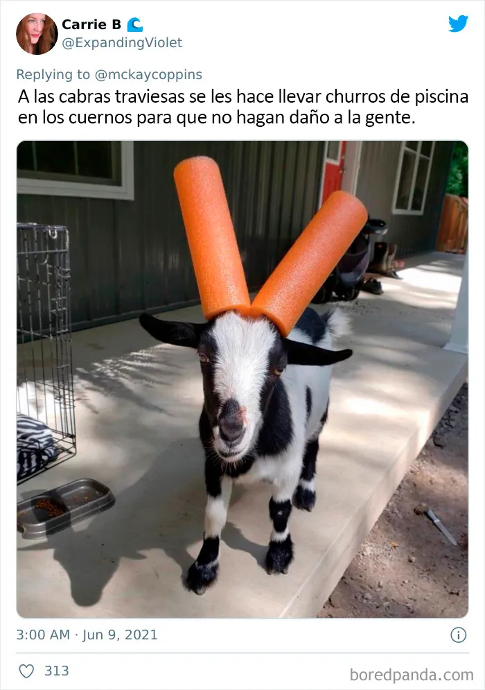 Este padre preguntó en Internet sobre datos interesantes que contar a sus 2 hijos, y recibió estas 20 respuestas