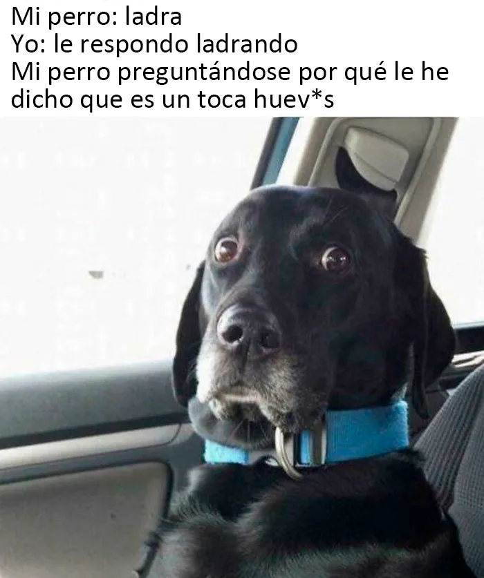 20 Auténticos memes sobre lo que es tener perro