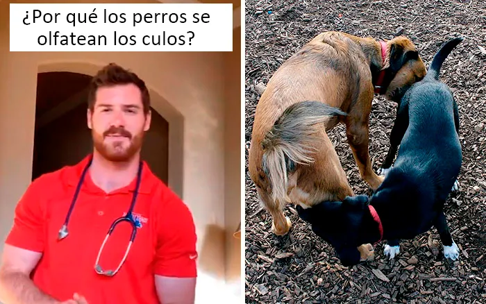 Este veterinario da 20 consejos útiles y poco conocidos para el cuidado de las mascotas