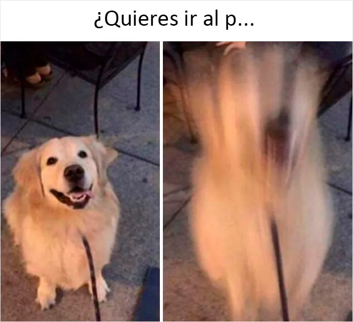20 Auténticos memes sobre lo que es tener perro
