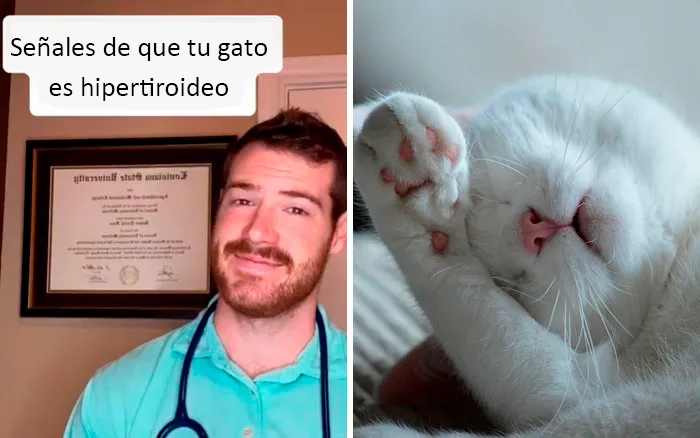 Este veterinario da 20 consejos útiles y poco conocidos para el cuidado de las mascotas