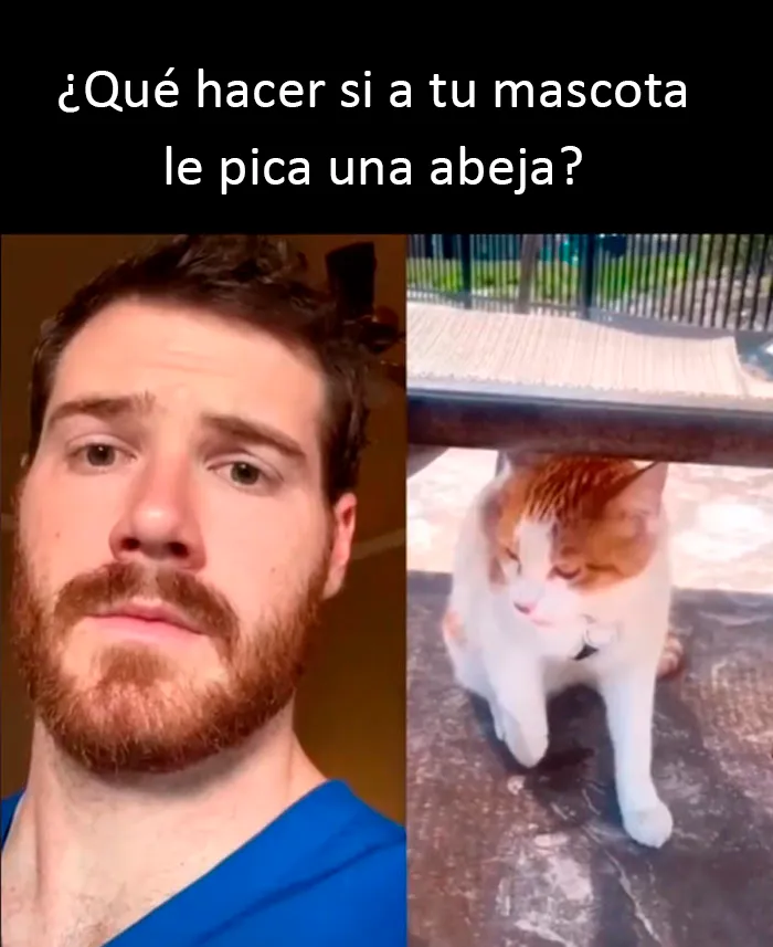 Este veterinario da 20 consejos útiles y poco conocidos para el cuidado de las mascotas