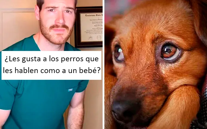Este veterinario da 20 consejos útiles y poco conocidos para el cuidado de las mascotas