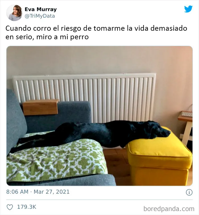 Miro a mi perro