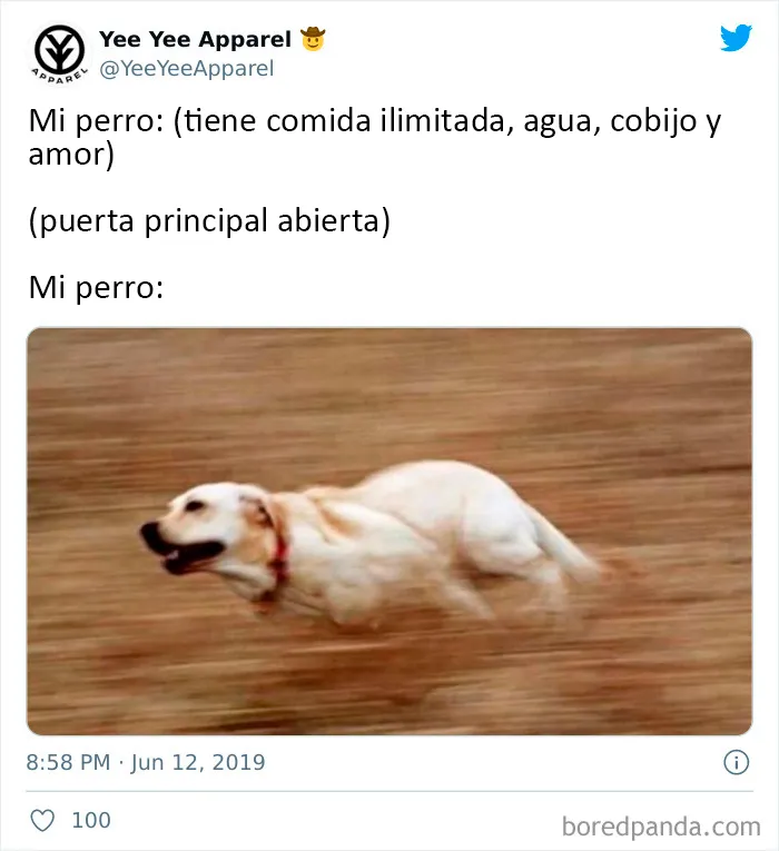 20 Auténticos memes sobre lo que es tener perro