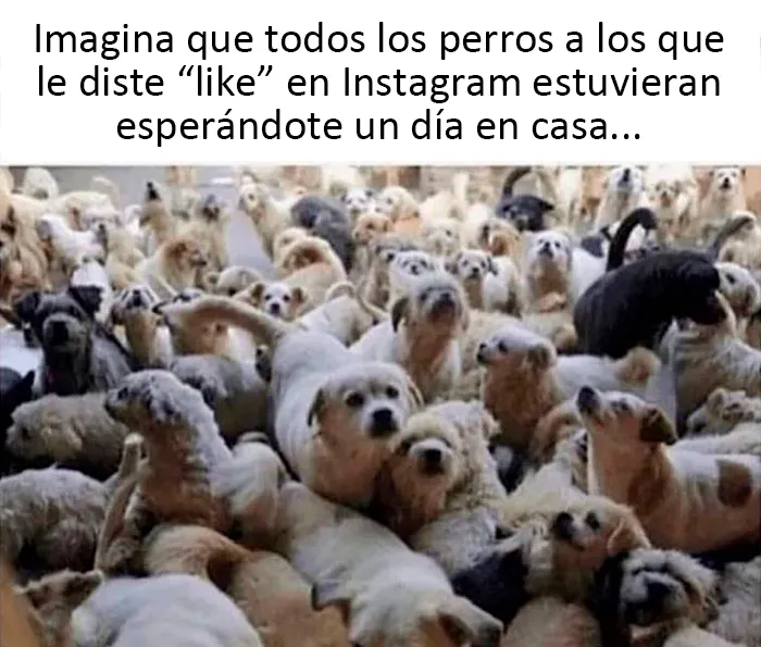 20 Auténticos memes sobre lo que es tener perro