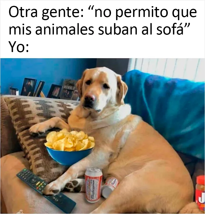 20 Auténticos memes sobre lo que es tener perro