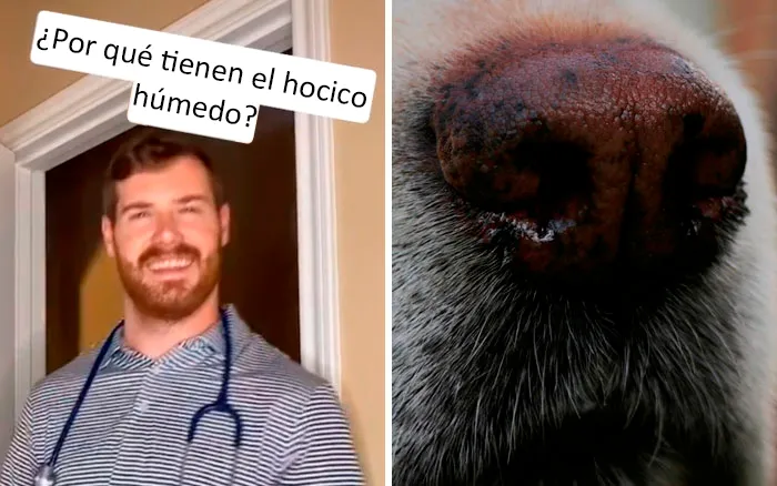 Este veterinario da 20 consejos útiles y poco conocidos para el cuidado de las mascotas