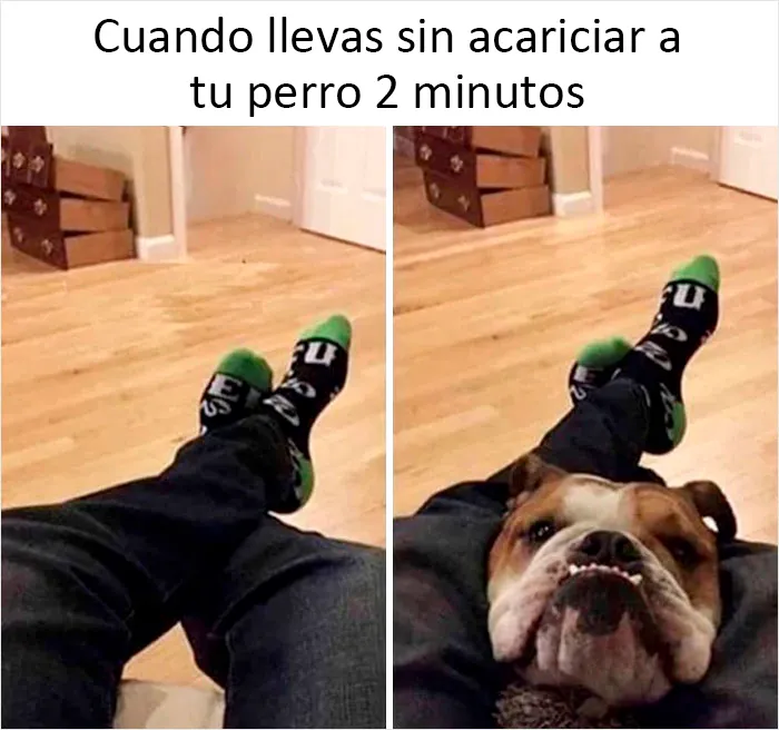 20 Auténticos memes sobre lo que es tener perro