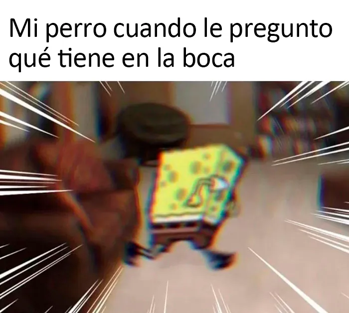20 Auténticos memes sobre lo que es tener perro