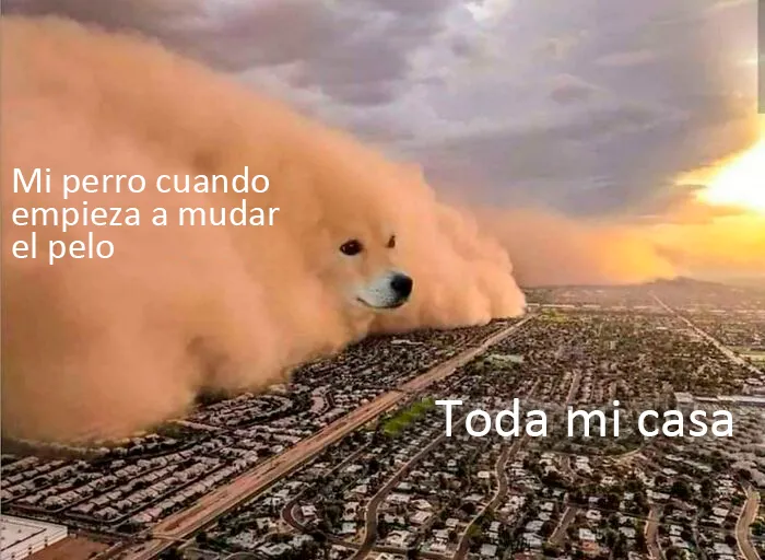 20 Auténticos memes sobre lo que es tener perro