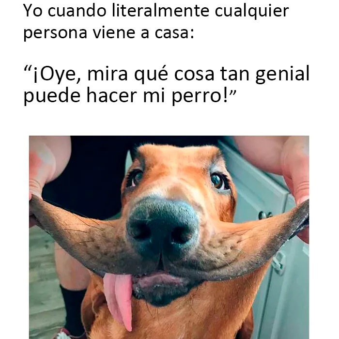 20 Auténticos memes sobre lo que es tener perro