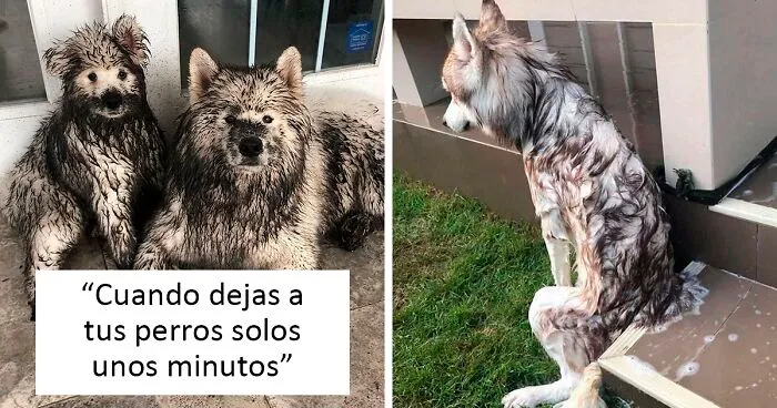 50 Fotos divertidas de perros que te harán sonreír (nuevas fotos)