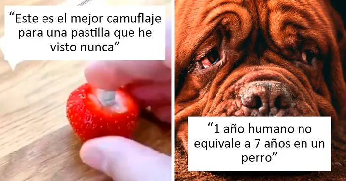 Este veterinario da 20 consejos útiles y poco conocidos para el cuidado de las mascotas