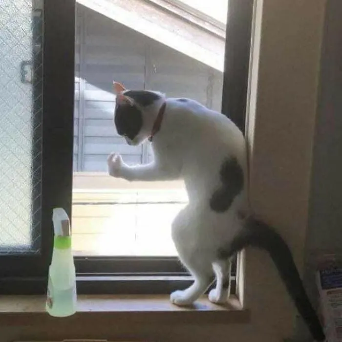 “Gato.exe ha dejado de funcionar”: esta cuenta de Instagram recopila divertidas imágenes de gatos rotos