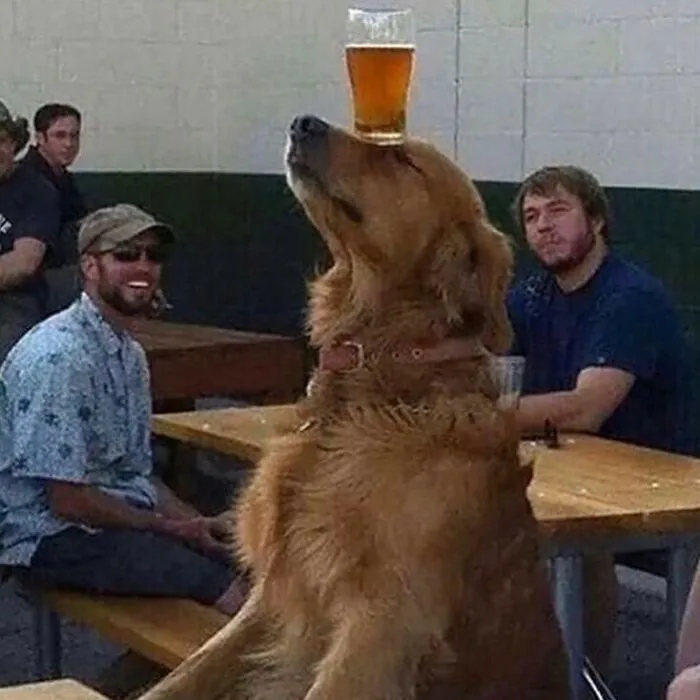 ¿puede Tu Perro Hacer Esto?