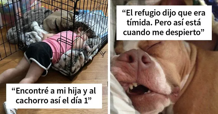 50 Fotos de mascotas adoptadas en el mes de julio para sanar tu alma