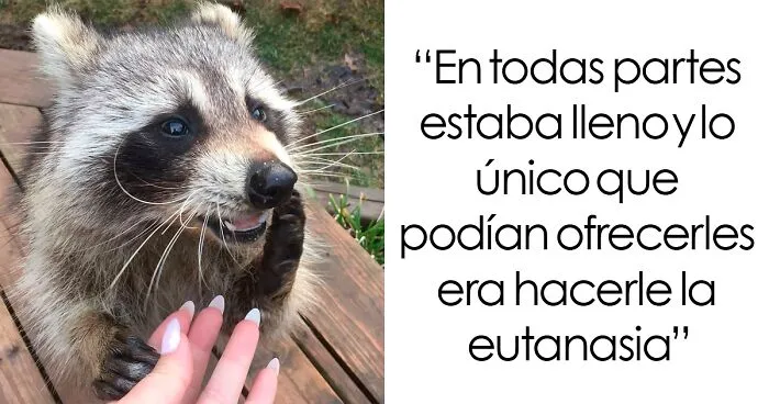 Mujeres salvan la vida de un mapache, que sigue acudiendo a ellas después de tres años. Entrevista con su dueña