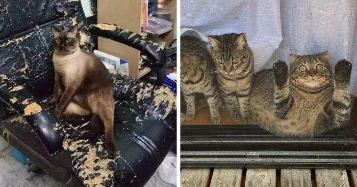 La cuenta de Twitter “Gatos fuera de contexto” comparte fotos de gatos que emiten una energía confusa