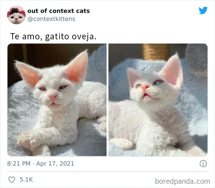 La cuenta de Twitter “Gatos fuera de contexto” comparte fotos de gatos que emiten una energía confusa