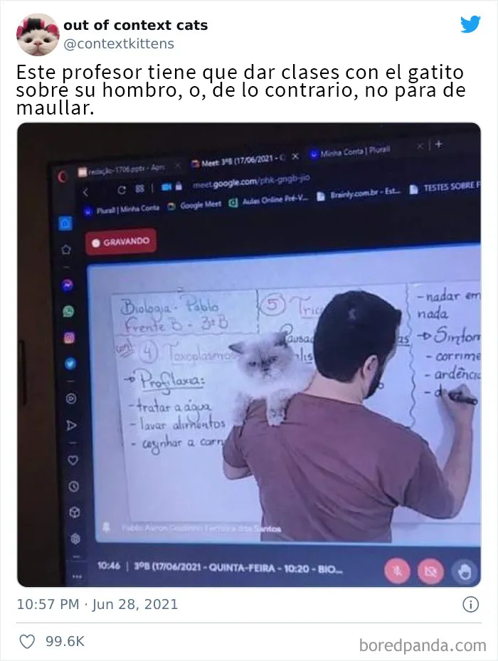 La cuenta de Twitter “Gatos fuera de contexto” comparte fotos de gatos que emiten una energía confusa