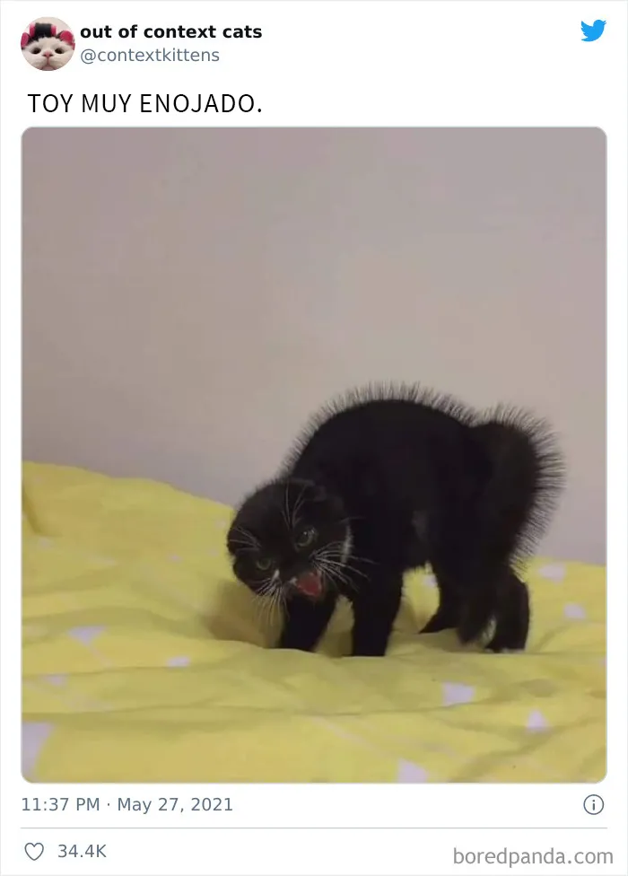 La cuenta de Twitter “Gatos fuera de contexto” comparte fotos de gatos que emiten una energía confusa