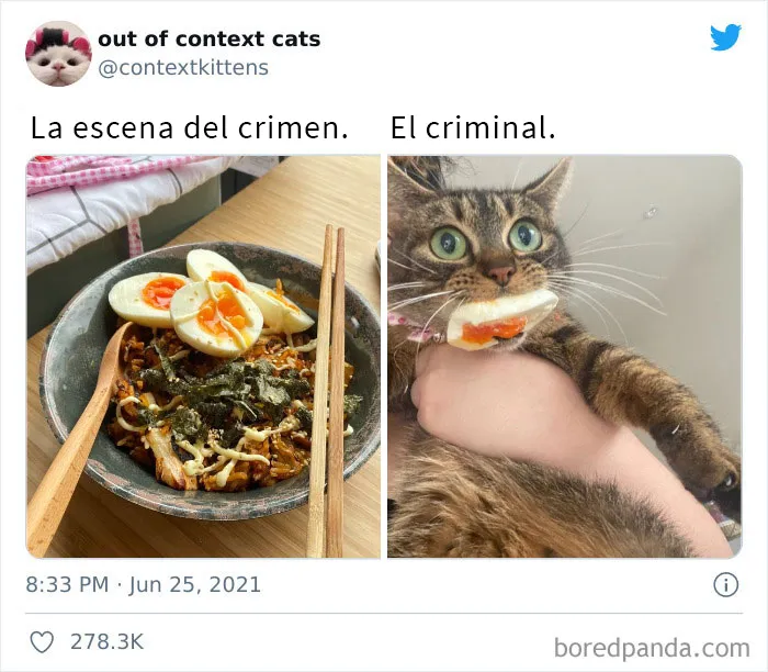 La cuenta de Twitter “Gatos fuera de contexto” comparte fotos de gatos que emiten una energía confusa
