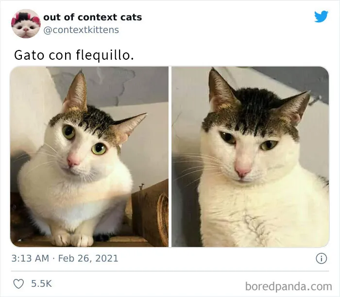 La cuenta de Twitter “Gatos fuera de contexto” comparte fotos de gatos que emiten una energía confusa