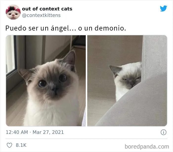 La cuenta de Twitter “Gatos fuera de contexto” comparte fotos de gatos que emiten una energía confusa