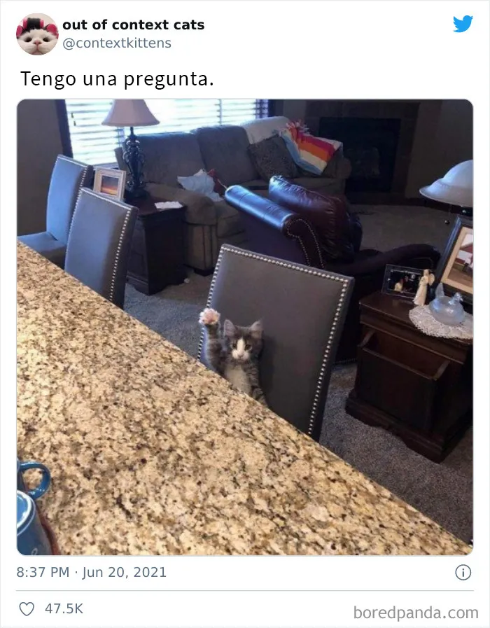 La cuenta de Twitter “Gatos fuera de contexto” comparte fotos de gatos que emiten una energía confusa