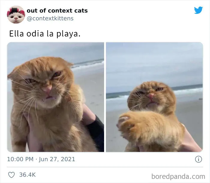 La cuenta de Twitter “Gatos fuera de contexto” comparte fotos de gatos que emiten una energía confusa