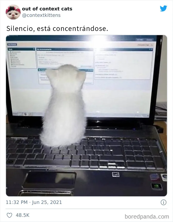 La cuenta de Twitter “Gatos fuera de contexto” comparte fotos de gatos que emiten una energía confusa