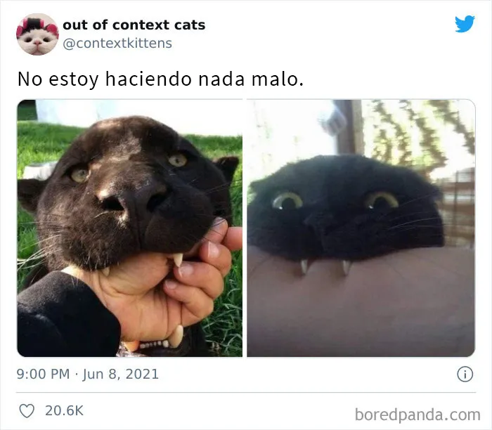 La cuenta de Twitter “Gatos fuera de contexto” comparte fotos de gatos que emiten una energía confusa