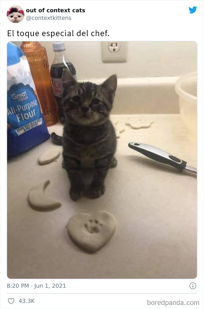 La cuenta de Twitter “Gatos fuera de contexto” comparte fotos de gatos que emiten una energía confusa