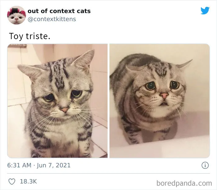 La cuenta de Twitter “Gatos fuera de contexto” comparte fotos de gatos que emiten una energía confusa
