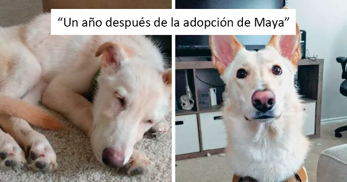 La gente comparte fotos del antes y el después de la adopción de sus perros que demuestran cómo el rescate cambia la vida (nuevas imágenes)