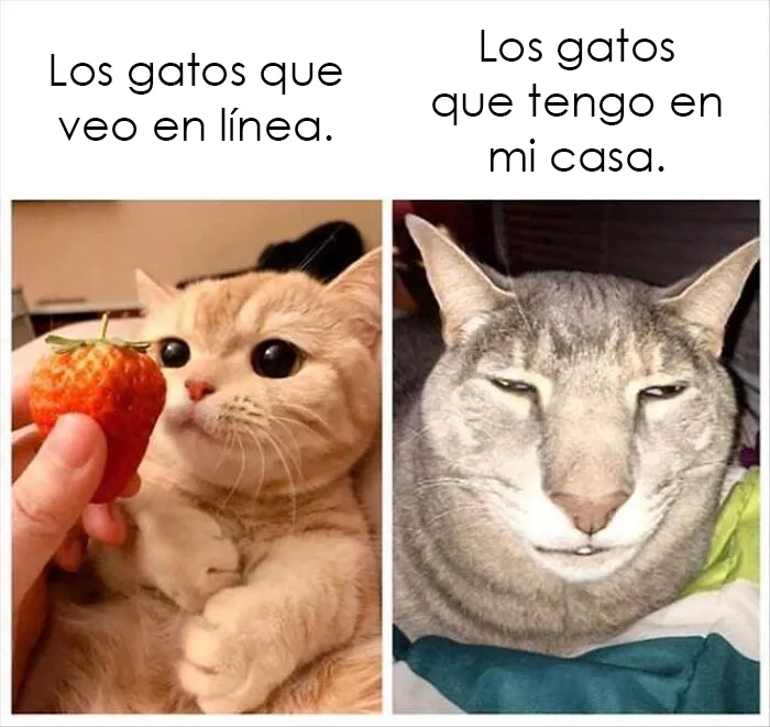 “Gato.exe ha dejado de funcionar”: esta cuenta de Instagram recopila divertidas imágenes de gatos rotos