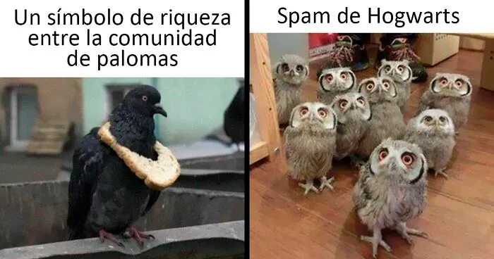 25 De los mejores memes de pájaros publicados en Internet