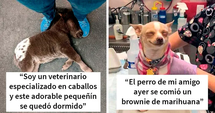 40 ocasiones en las que los veterinarios se encontraron con las mascotas más adorables del mundo y no les quedó otra opción que tomarles una foto