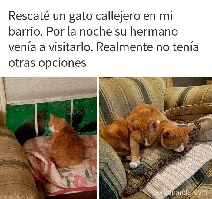 20 Publicaciones de este grupo "super reconfortante" que sólo dan buenas vibraciones