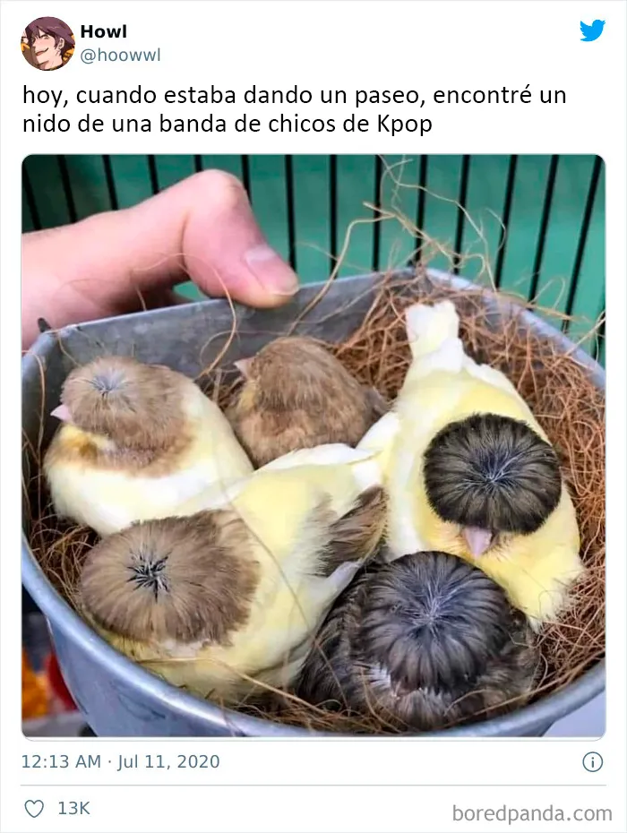 25 De los mejores memes de pájaros publicados en Internet