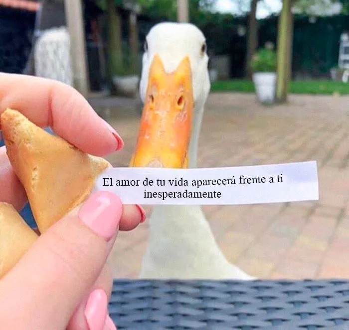 25 De los mejores memes de pájaros publicados en Internet