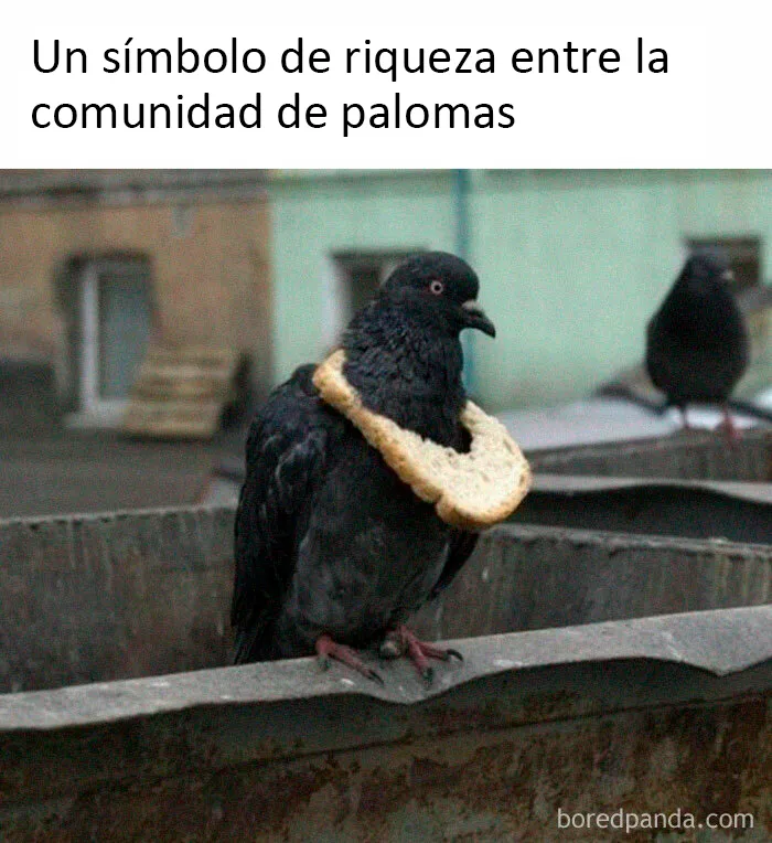 25 De los mejores memes de pájaros publicados en Internet