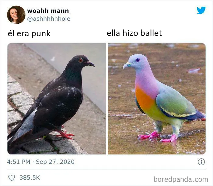 25 De los mejores memes de pájaros publicados en Internet