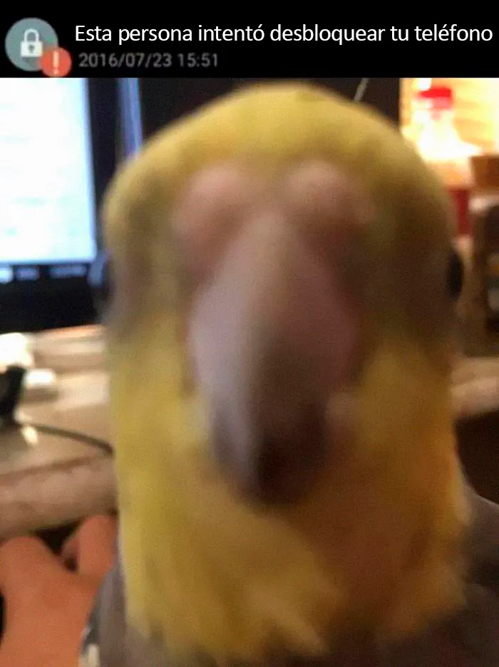 25 De los mejores memes de pájaros publicados en Internet